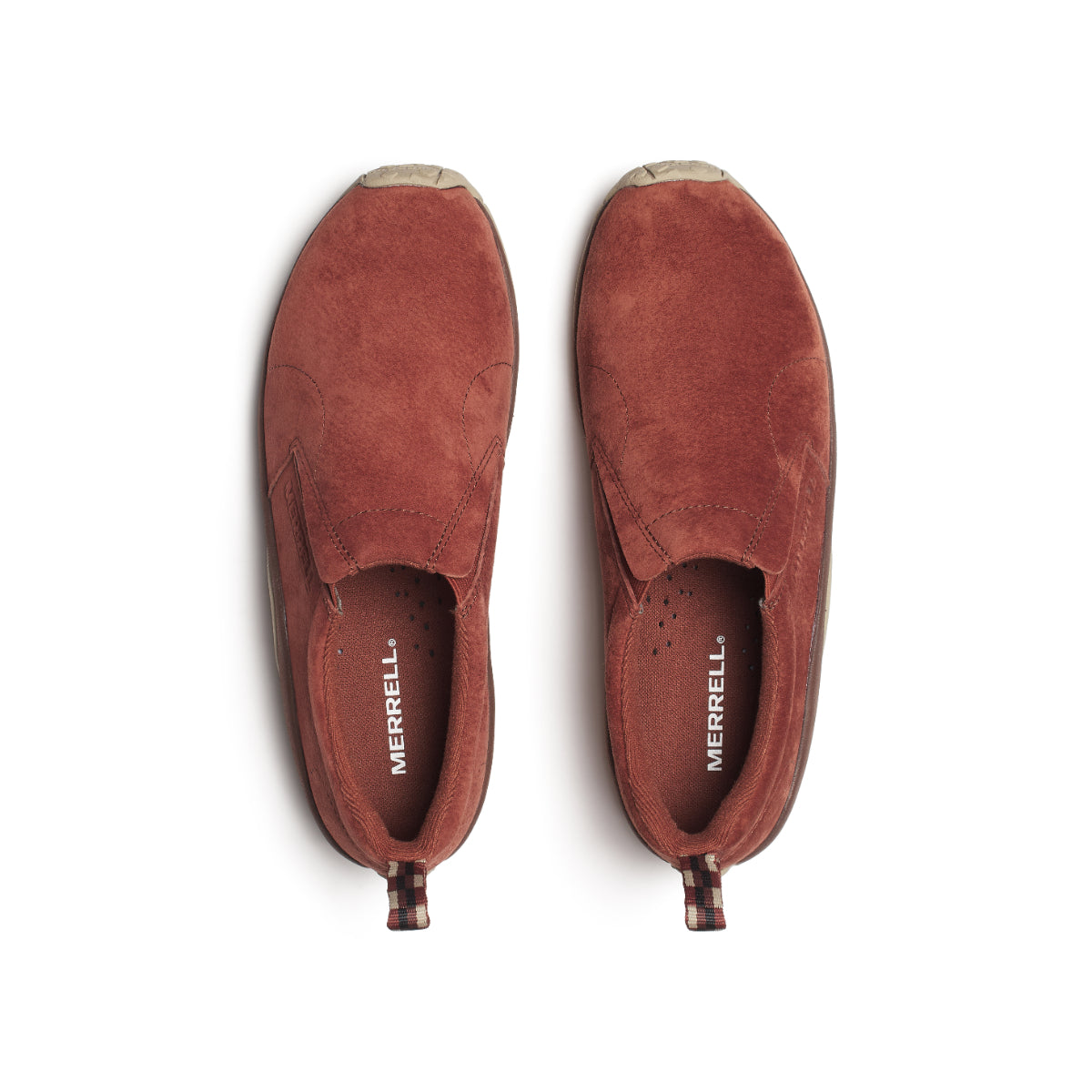 #カラー_SEQUOIA セコイア