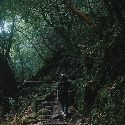 yakushima-1