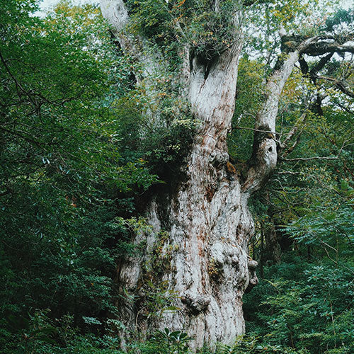 yakushima-3